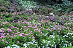 紫陽花の谷・紫陽花の丘