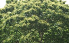 初夏の栗の木