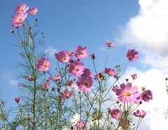 秋桜