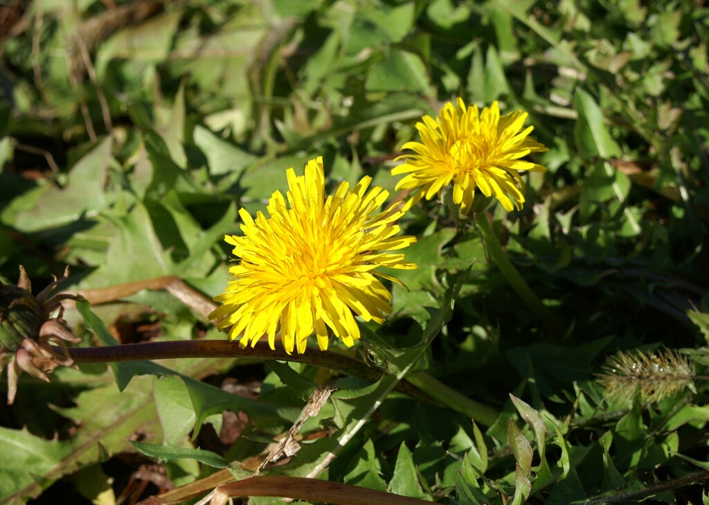 散歩で出会った草花