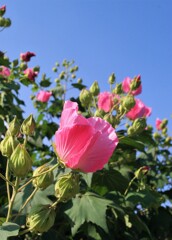 芙蓉