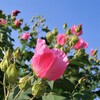 芙蓉