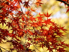 代々木公園の秋Ⅰ