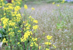 里山歩けば
