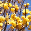 香り漂わせ