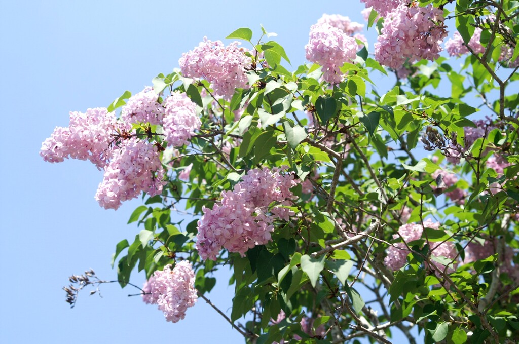 初夏のヒカリの中で…ライラック