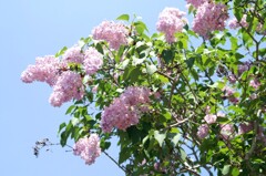 初夏のヒカリの中で…ライラック