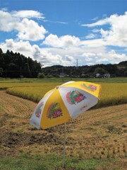 稲刈り日和