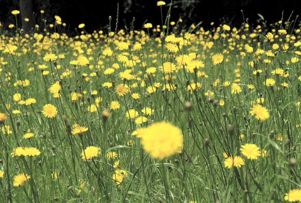 ブタナの花園