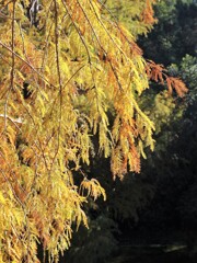 秋の公園・散歩道