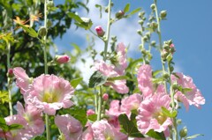 初夏の彩り