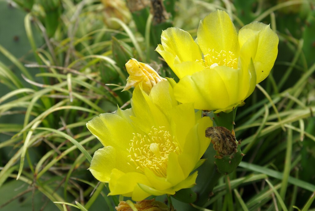 サボテンの花