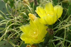サボテンの花