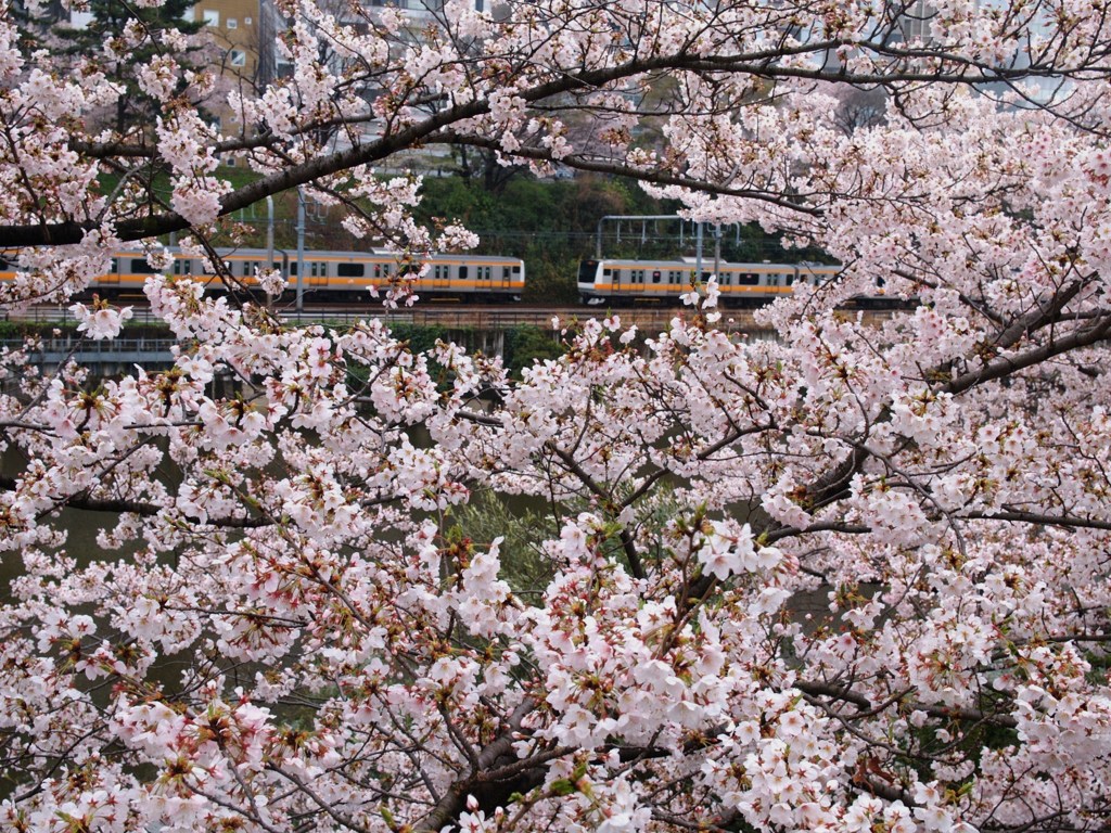外堀桜景色2