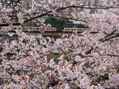 外堀桜景色2