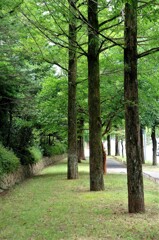 晩夏の散歩道