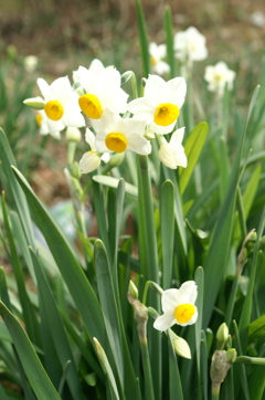 寒風にも負けず