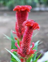 散歩で出会った草花