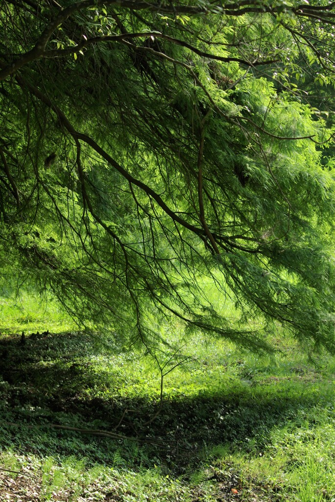 木陰
