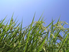 里山集落・稲穂