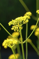 夏の彩