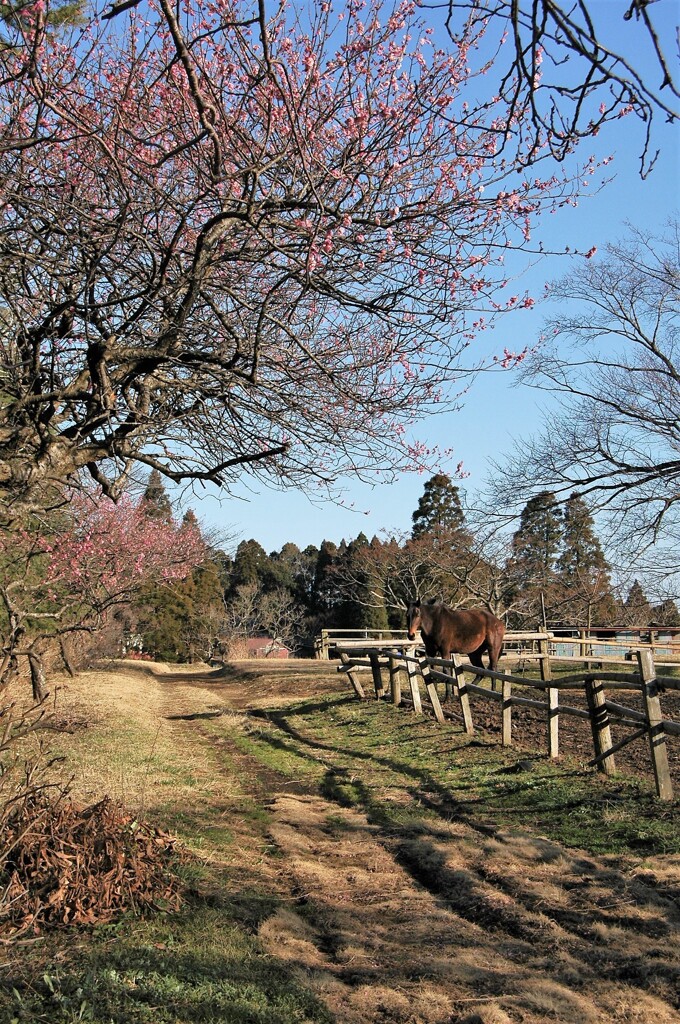 春を待つ秋元牧場