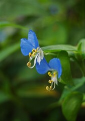散歩で出会った草花