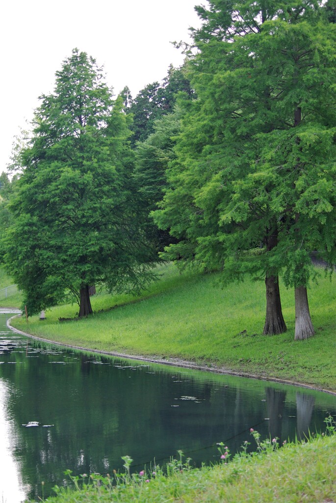 梅雨空の散歩道