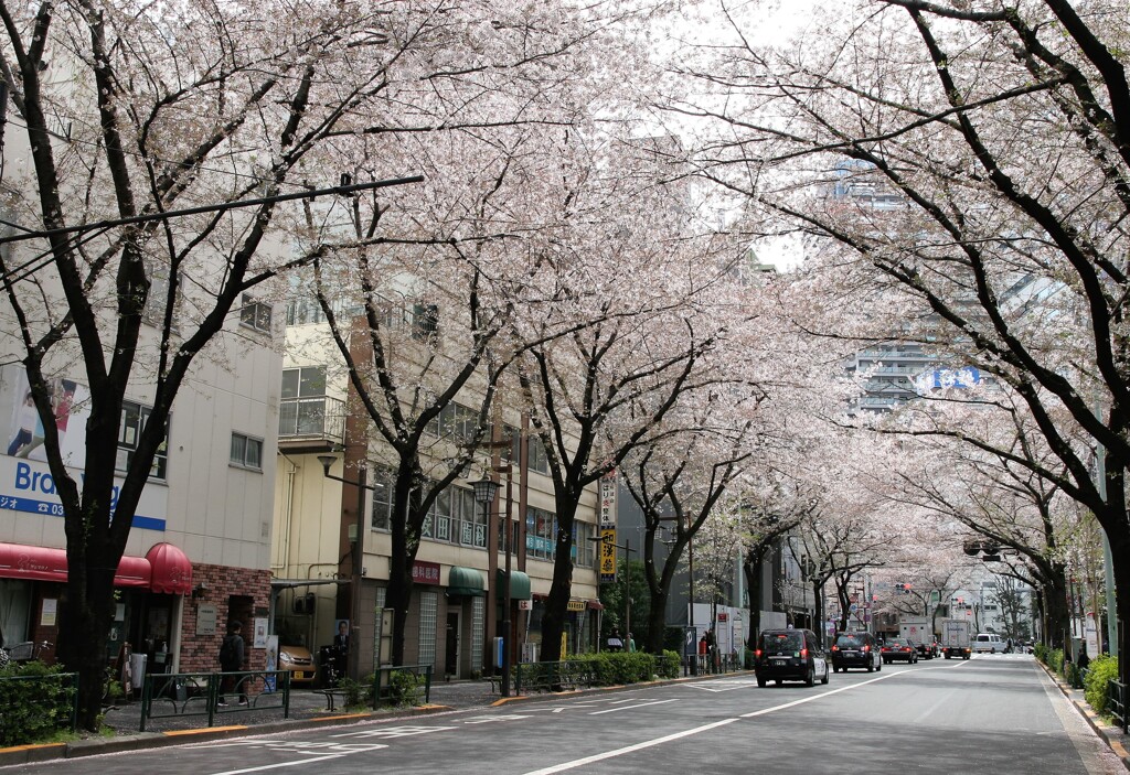 桜見上げてそぞろ歩き