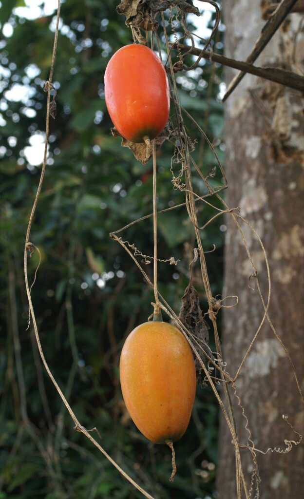 カサカサと秋の音…