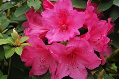 西洋シャクナゲ