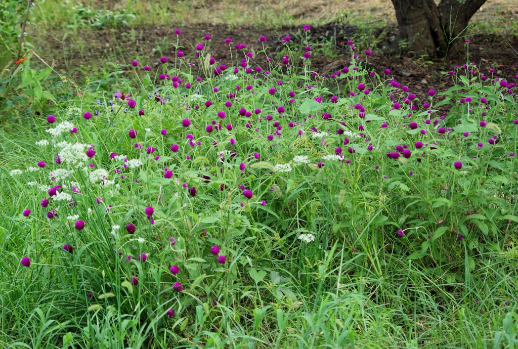 野に咲く花