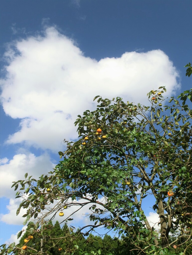 菜園の空
