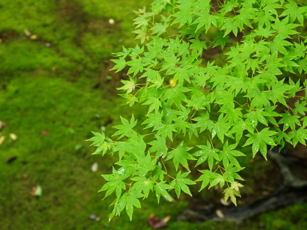 しっとりもみじ