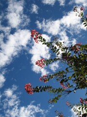 晩夏の空と百日紅