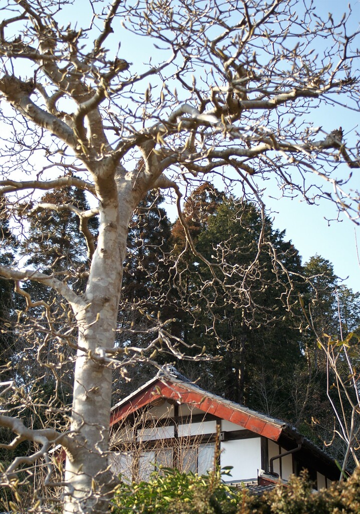 開花を待つ