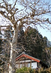 開花を待つ