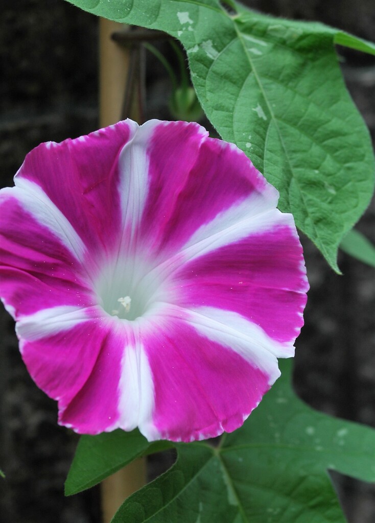 散歩で出会った草花