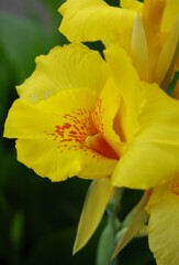 散歩で出会った草花