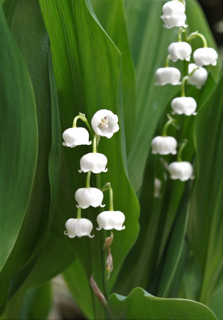 庭の小さな灯り