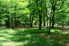 新緑に染まる