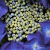 六月の宝石箱