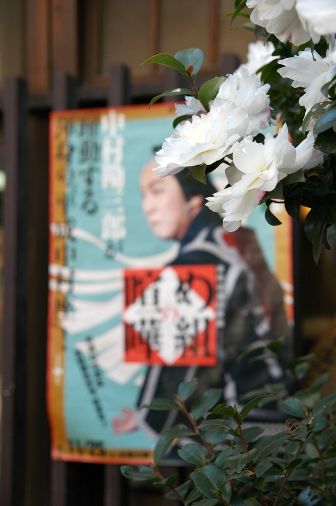 冬の花
