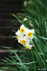 早春の香り