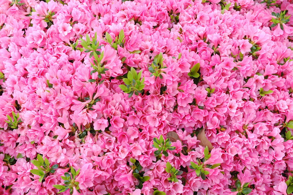 一斉開花