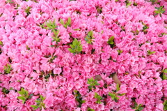 一斉開花