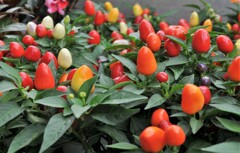 散歩で出会った草花