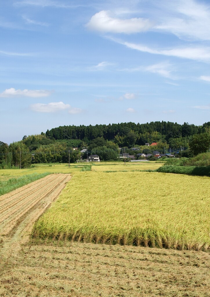 実る