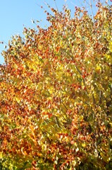 オールドレンズで見つけた秋