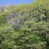 新緑の頃